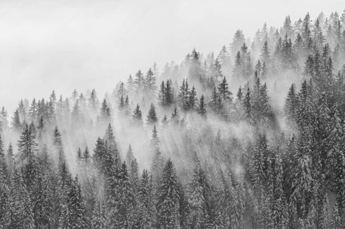 Das flach hereinfallende Licht wirft zauberhafte Schatten in die Baumspitzen - Spitzen - Seitenverhältnis 3:2 - Nebelstimmung im Wald - weitere Infos unter https://www.kriner-weiermann.de