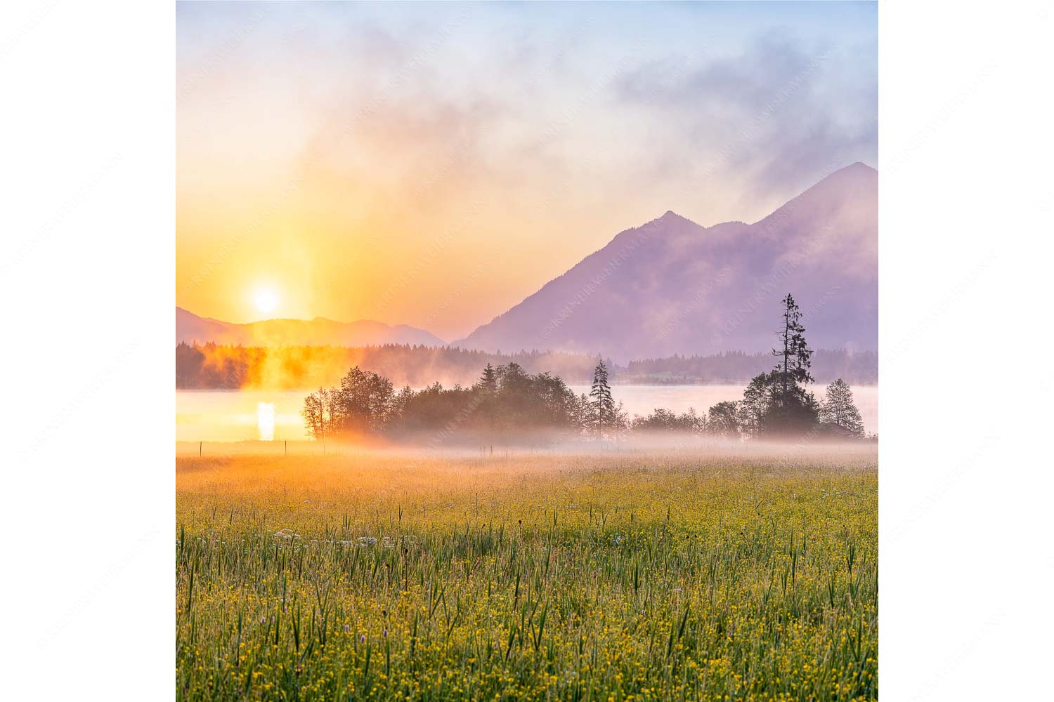 Blick über den Barmsee in den Sonnenaufgang - Sommermorgen - Seitenverhältnis 1:1 - Barmsee Blumenwiese Sonnenaufgang - weitere Infos unter https://www.kriner-weiermann.de