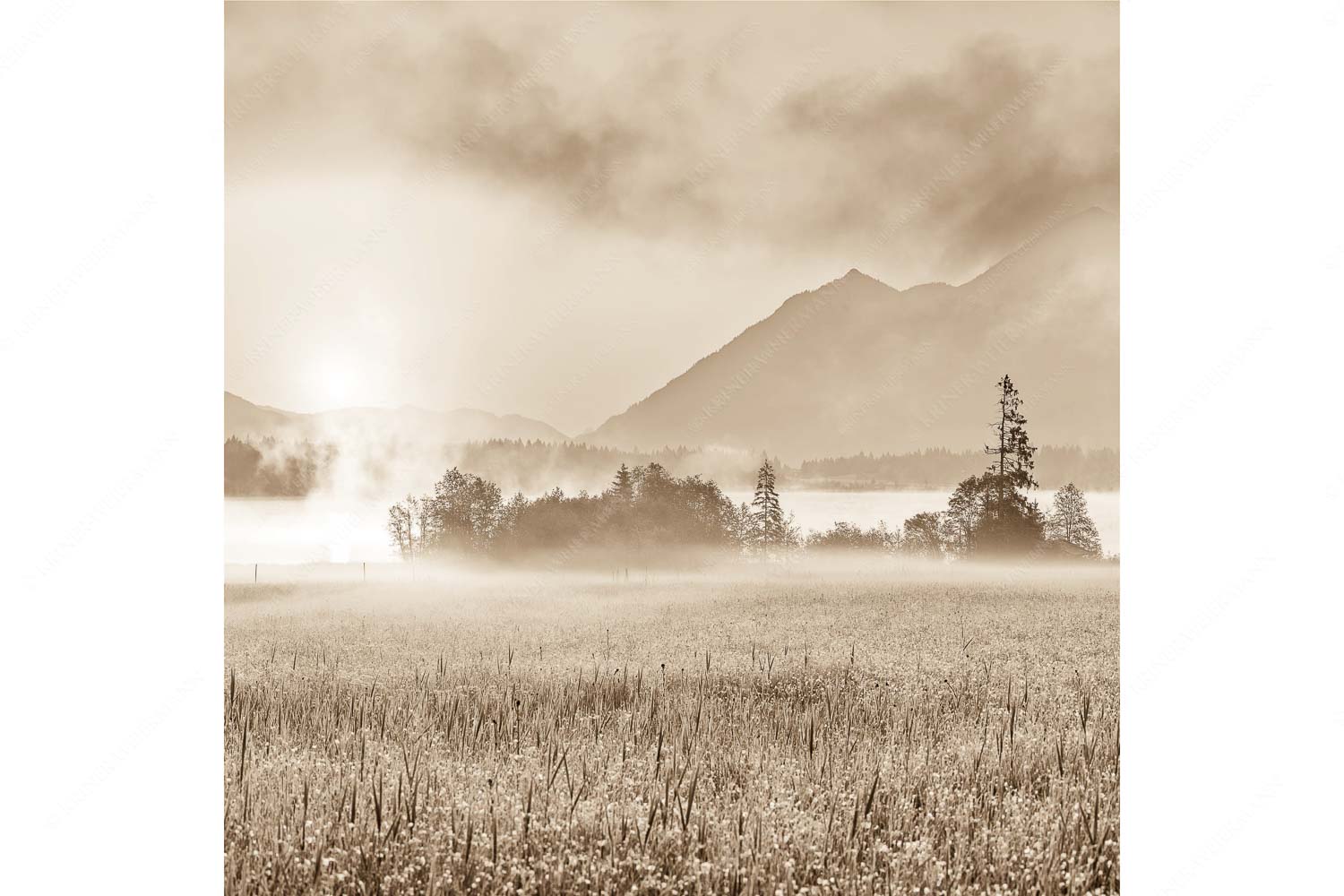 Blick über den Barmsee in den Sonnenaufgang - Sommermorgen - Seitenverhältnis 1:1 - Barmsee Blumenwiese Sonnenaufgang - weitere Infos unter https://www.kriner-weiermann.de