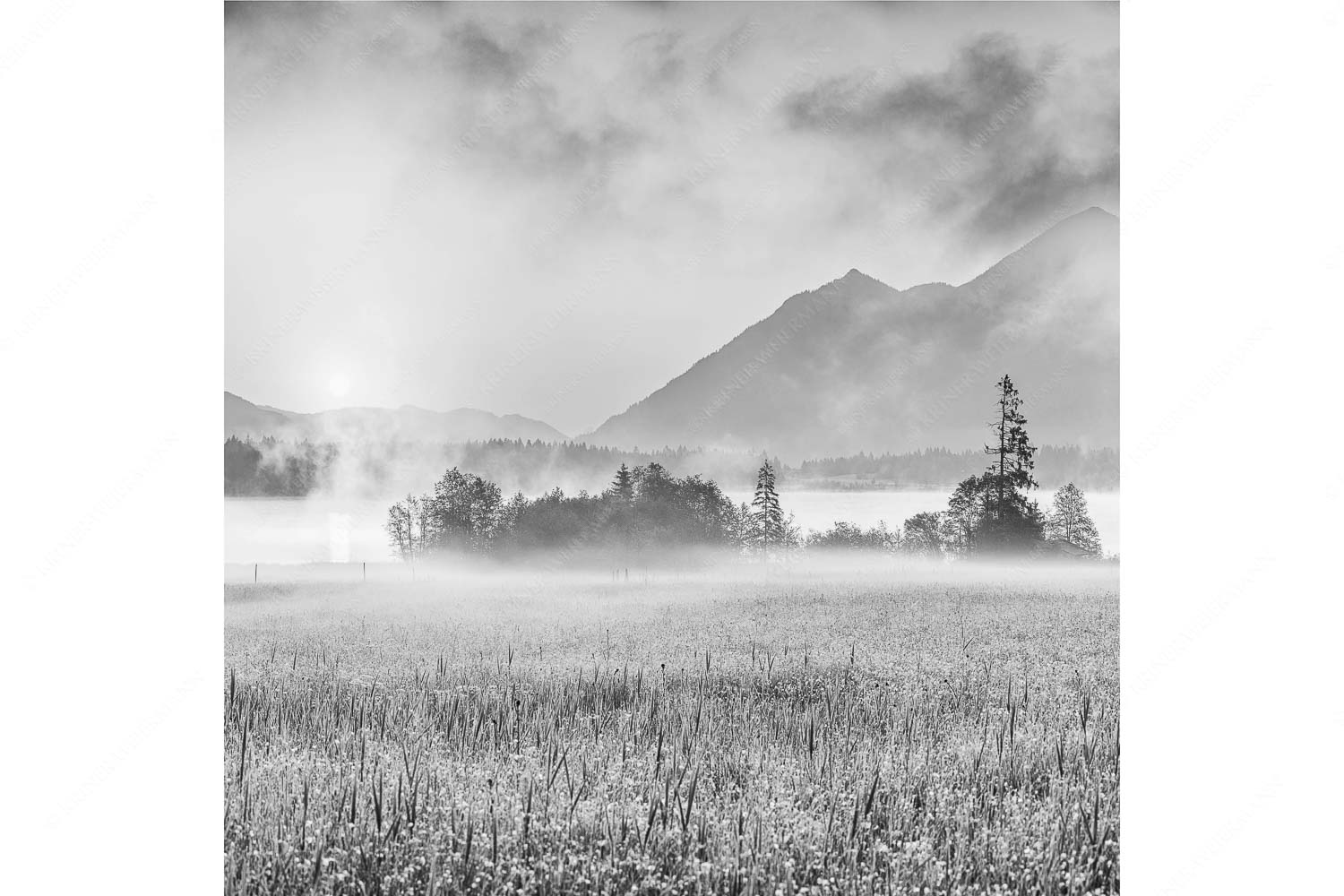 Blick über den Barmsee in den Sonnenaufgang - Sommermorgen - Seitenverhältnis 1:1 - Barmsee Blumenwiese Sonnenaufgang - weitere Infos unter https://www.kriner-weiermann.de